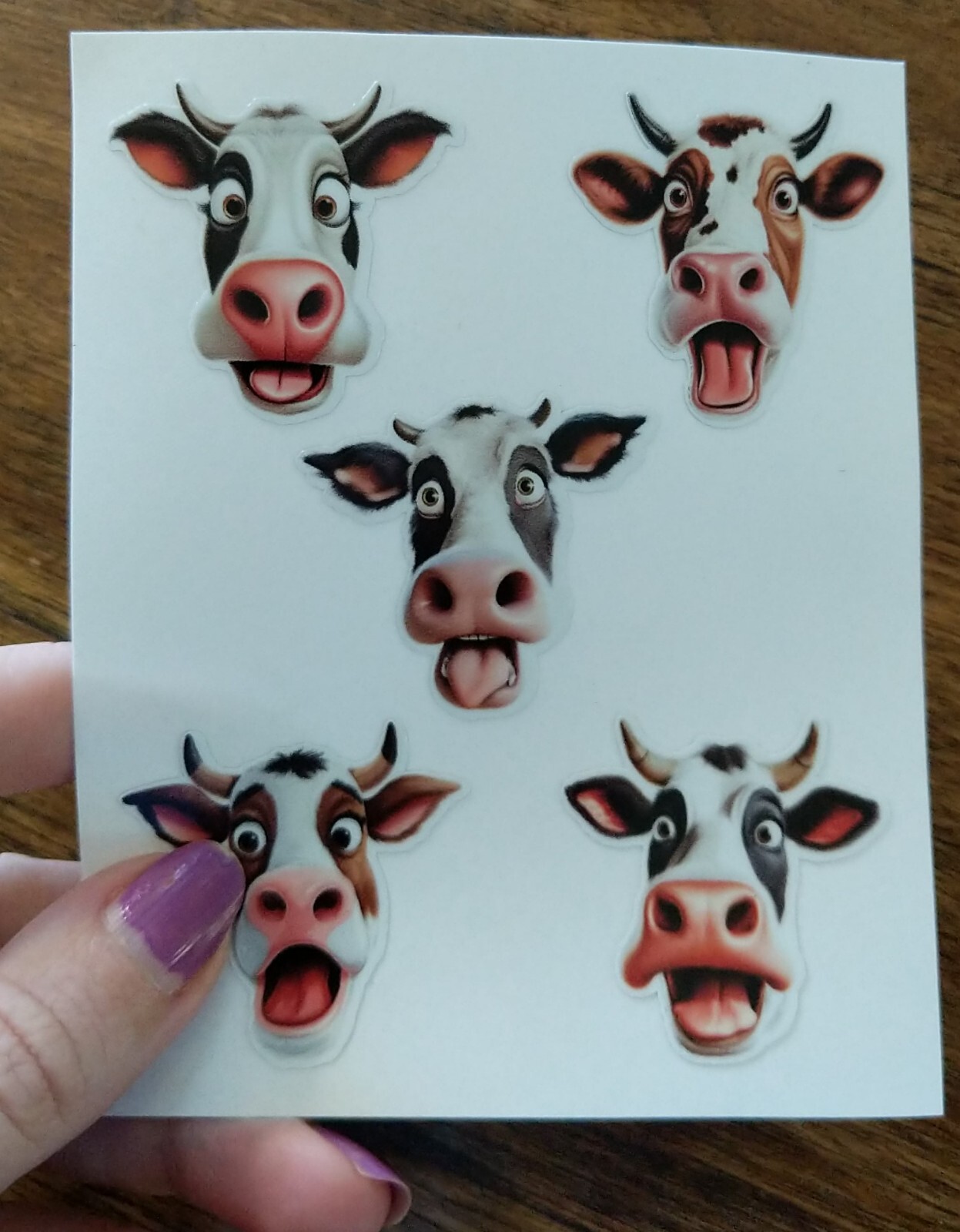 5 Silly Cow Faces Decal Vinyl Stickers Funny Farmhouse Animals Moo Ranch Farm