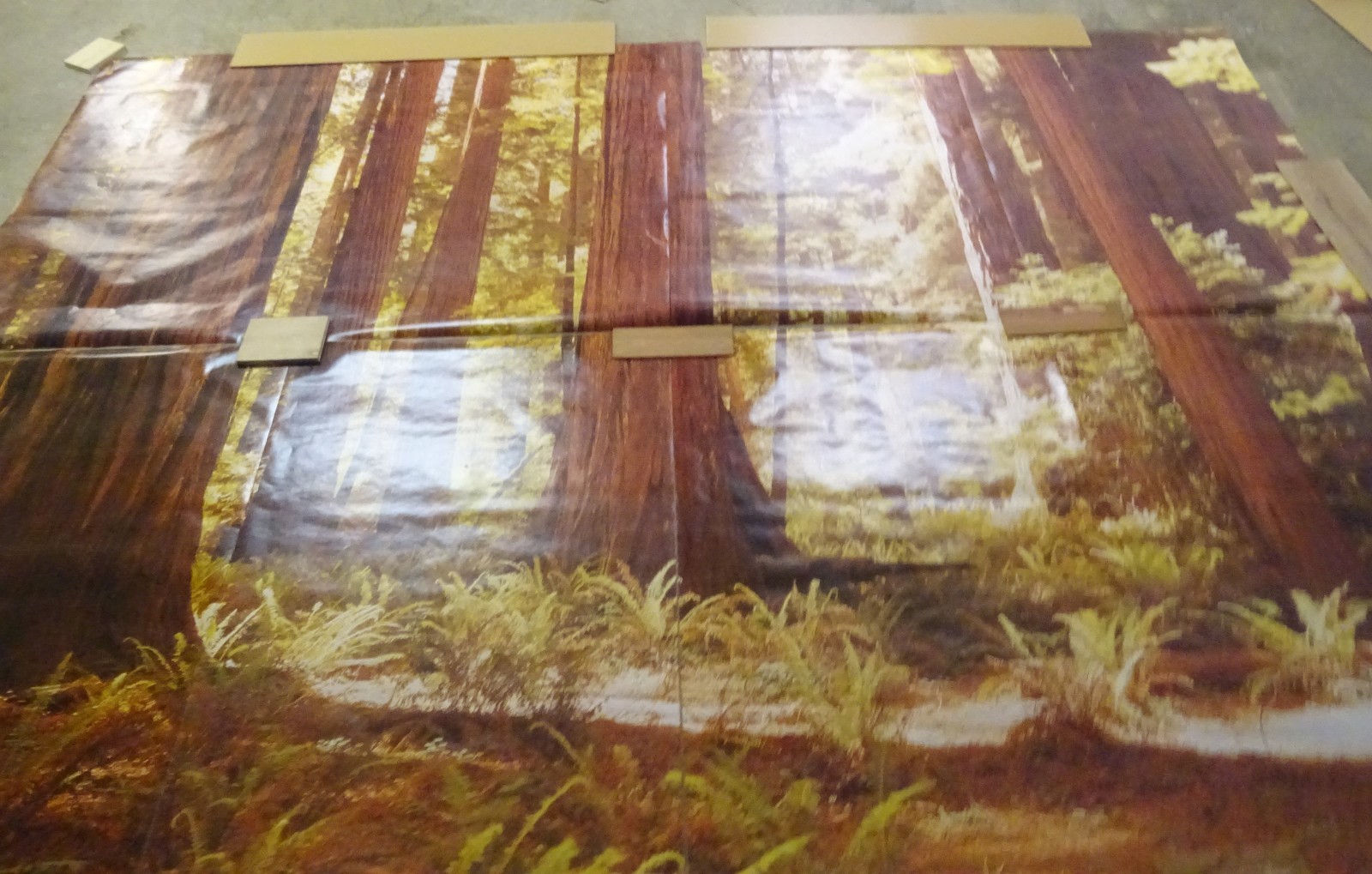 Full Wall Photo Mural Josef Muench Forest Woodland Trees Sun 8’ 8” x 12’ 6” NOS