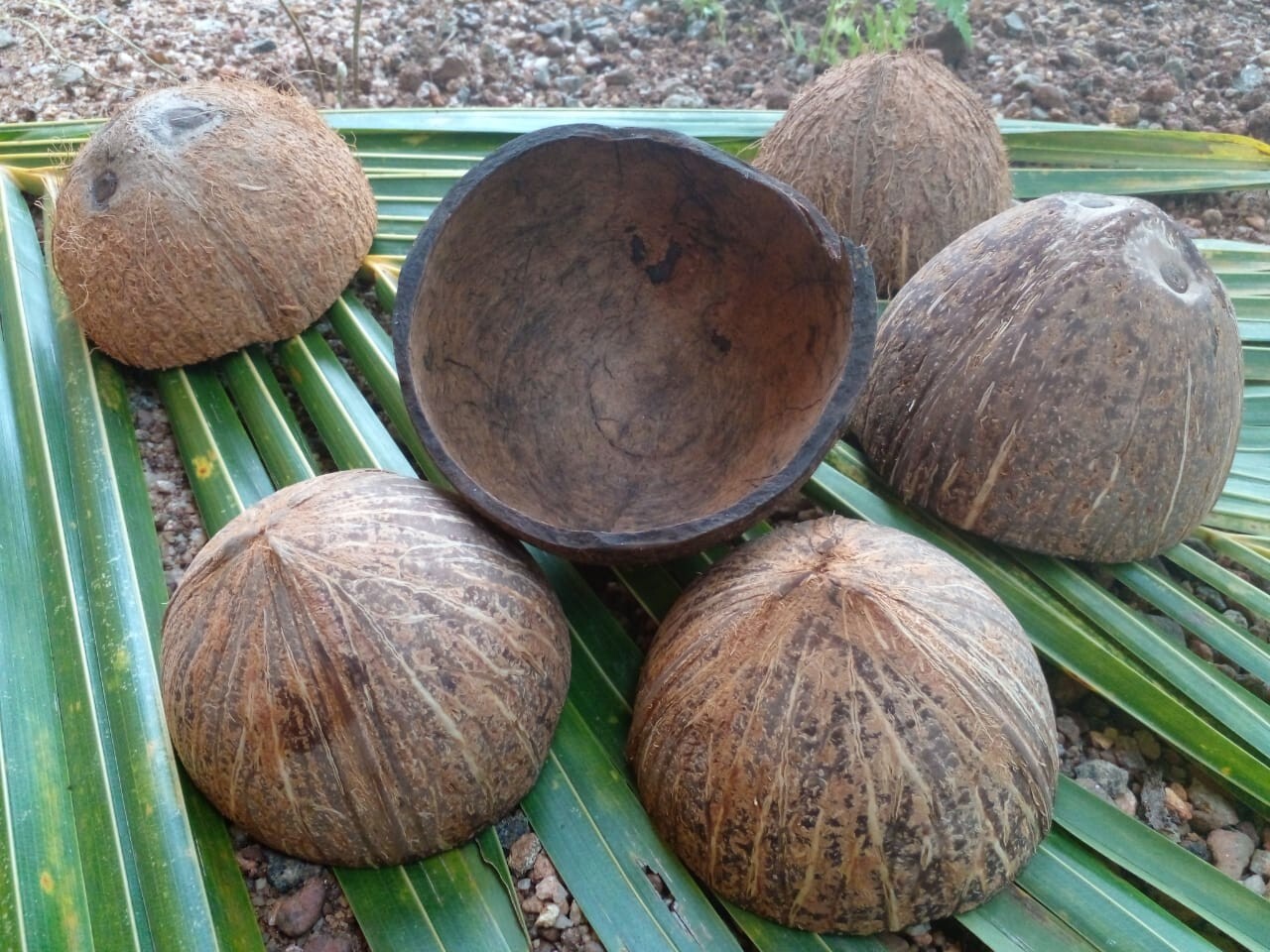 2 Coconut Shells Natural Ceylon Halves Eco Friendly Bowls Organic 100%Sri Lankan