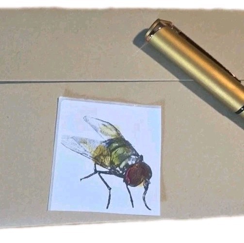 Set of 6 Fly Stickers 2×2 – Hand Drawn Insect Art – Original Illustration Decals