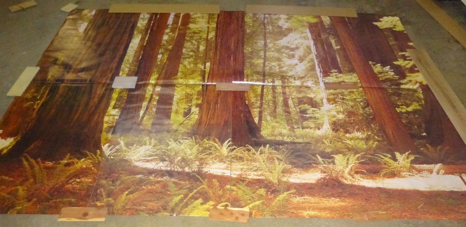 Full Wall Photo Mural Josef Muench Forest Woodland Trees Sun 8’ 8” x 12’ 6” NOS