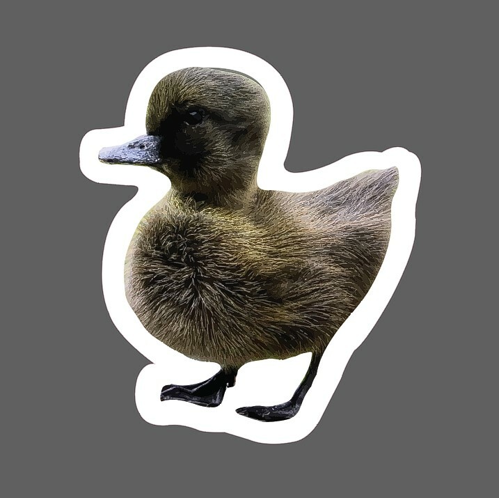 Baby Duckling Sticker Realistic Waterproof – Buy Any 4 For $1.75 Each Storewide!