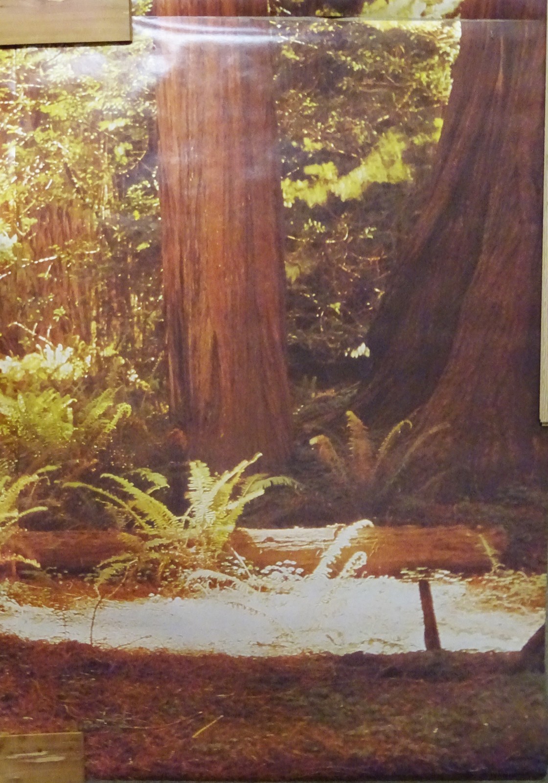 Full Wall Photo Mural Josef Muench Forest Woodland Trees Sun 8’ 8” x 12’ 6” NOS