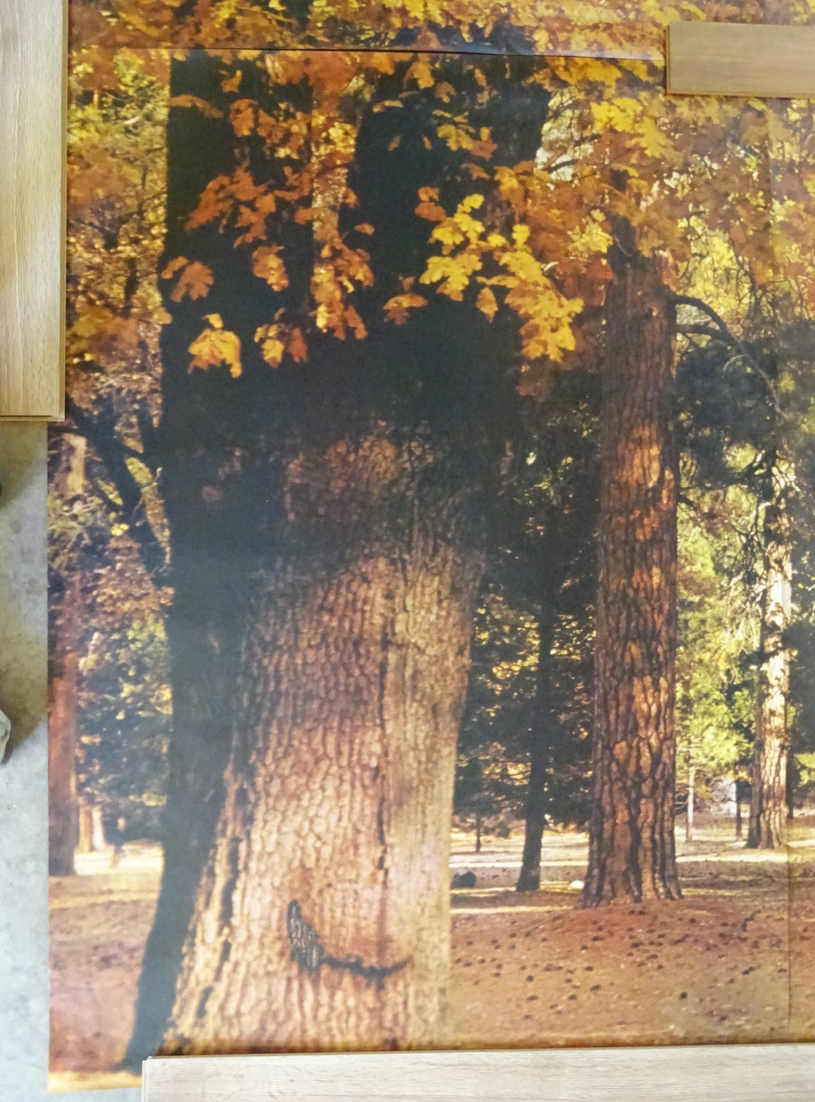 Full Wall Photo Mural Autumn Yosemite National Park Josef Muench 8’ 8” x 12’ 6”