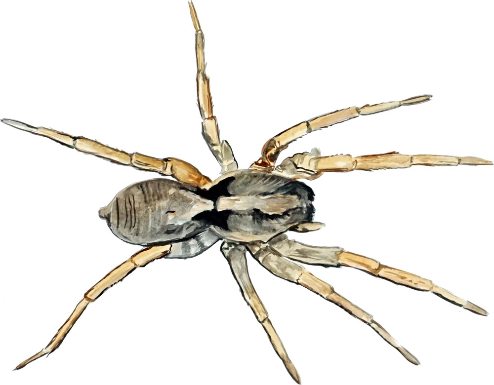 High Quality Brown Recluse Spider Decal Sticker for Car Home Truck SUV ATV RV