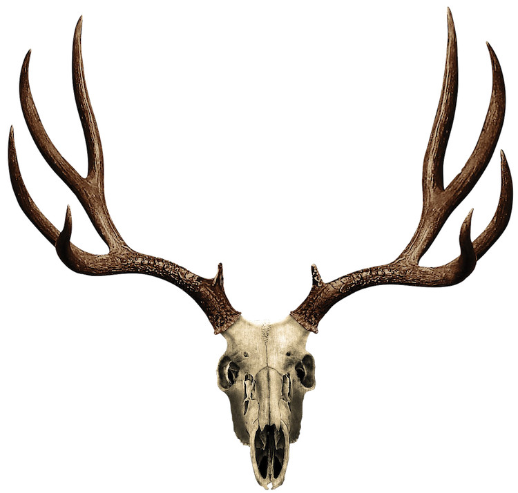 Deer Antler Wall Decal Mural Skull Hunting Wild Animals Removable Wall Art, a09