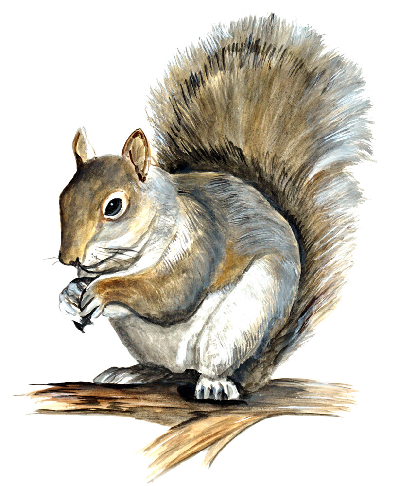 Squirrel Wild Life Animals Nature Graphic HD Art Home Decor Vinyl Decal Sticker