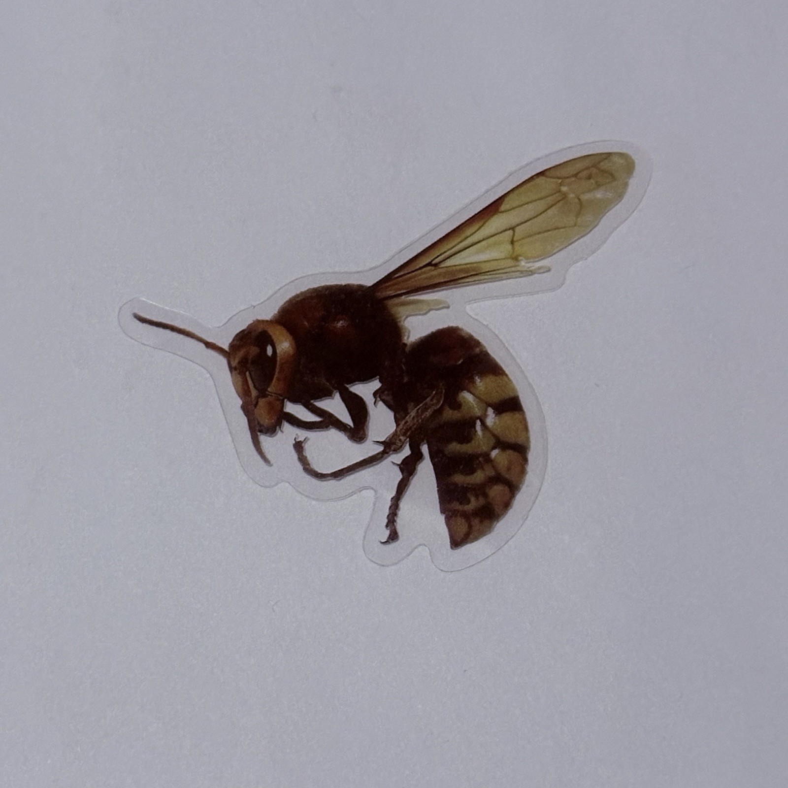 European Hornet Sticker Realistic Insect Art Transparent Decal Vinyl Tc9