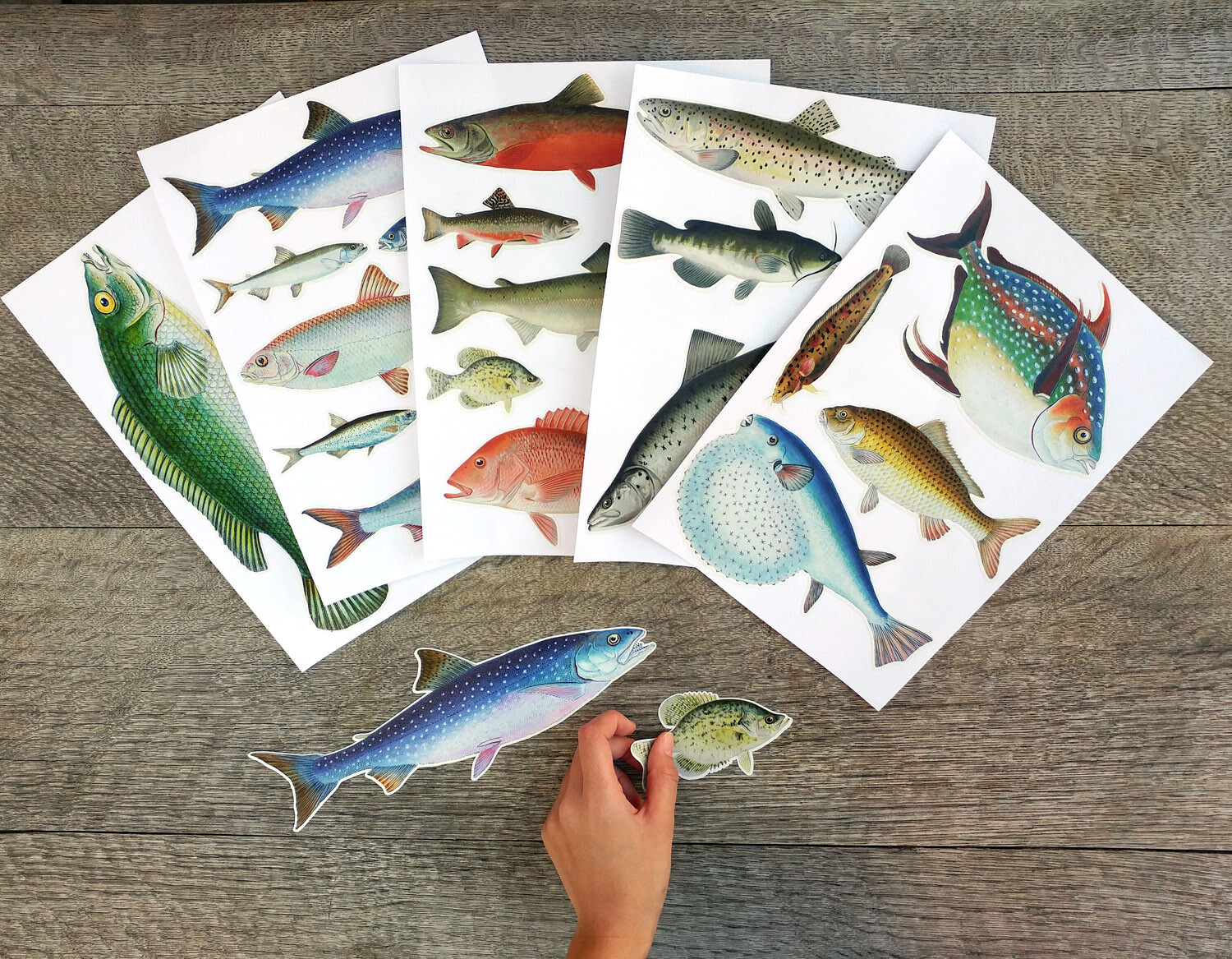 Vinyl Wall Stickers/VINTAGE COLORFUL FISH/Waterproof, Outdoor, Wall-Safe
