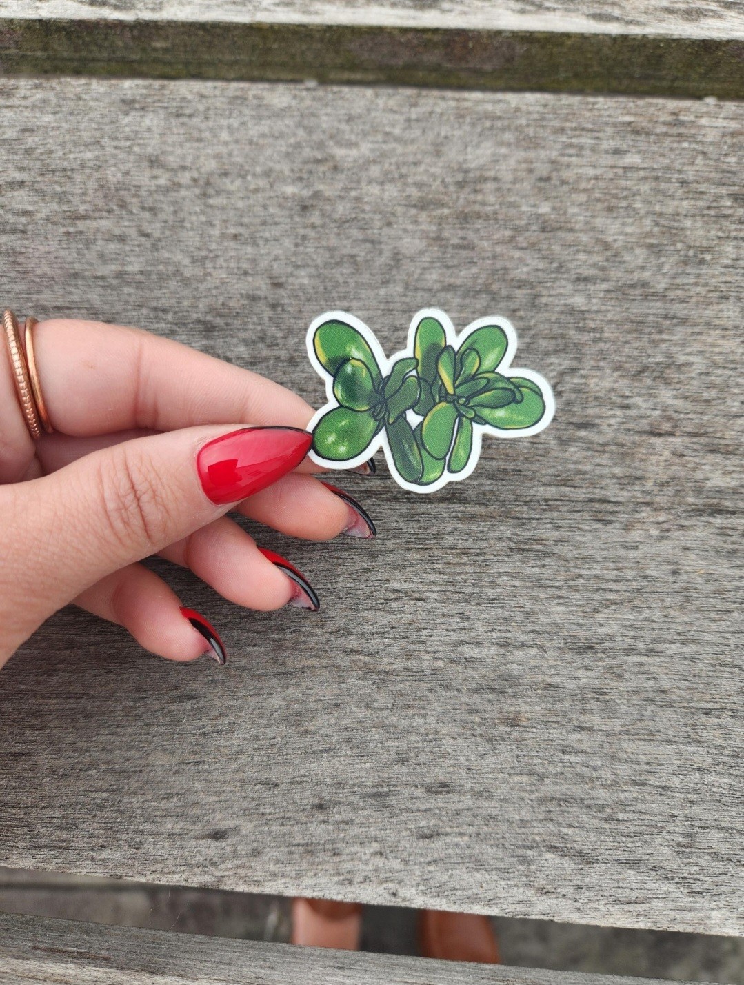 Single Variegated Jade Plant Sticker, 2" Vinyl Decal