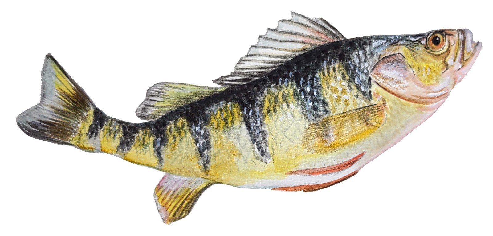 Yellow Perch Fish High Quality Art Decal Sticker Truck Wall Cup Cooler Tacklebox