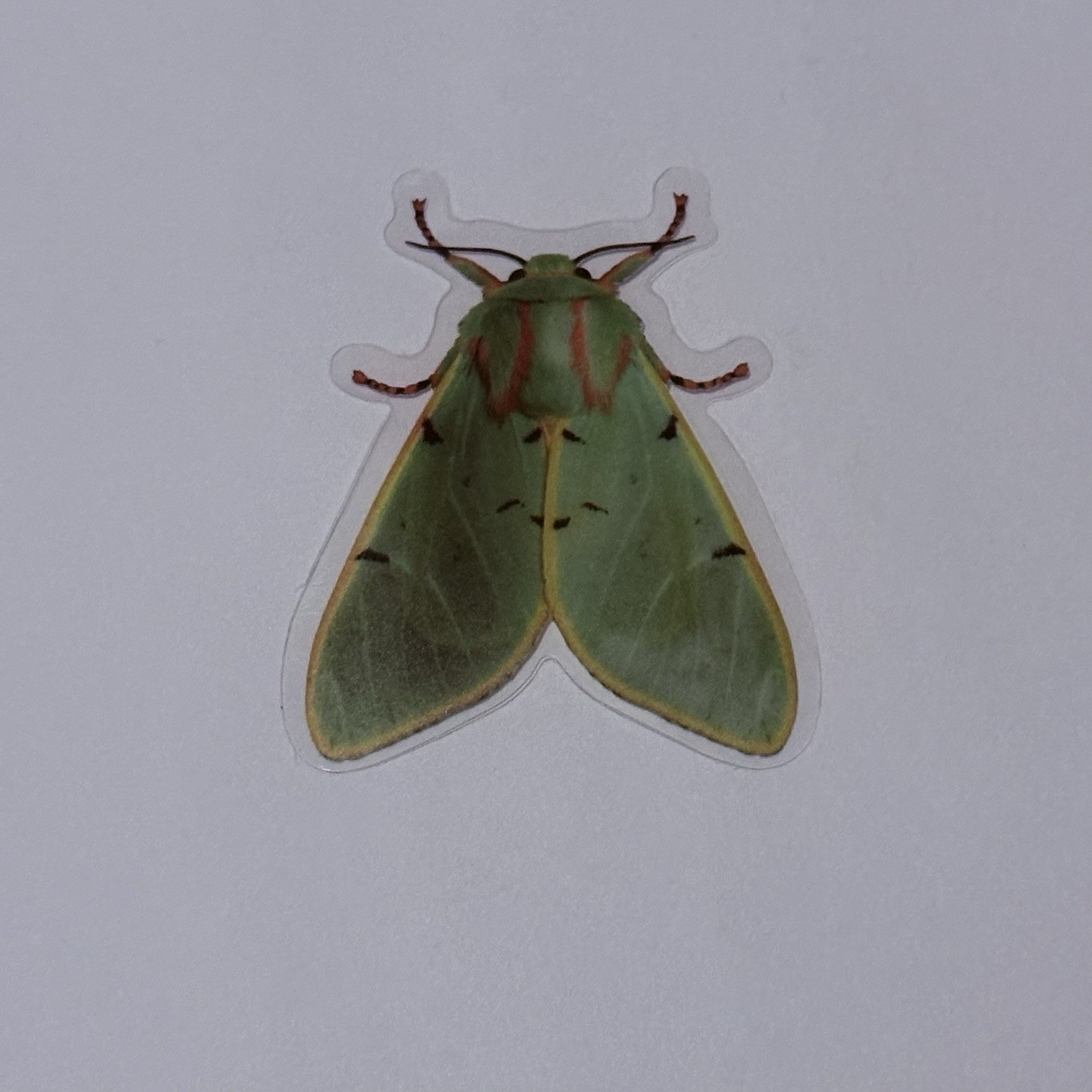 Chlorhoda Tricolor Moth Sticker Realistic Insect Art Transparent Decal Vinyl Tc9