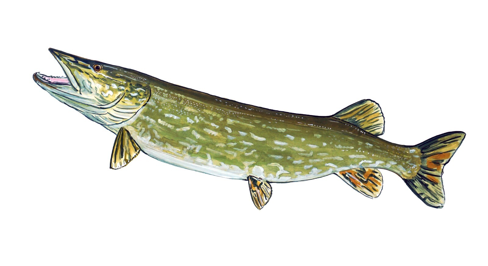 Northern Pike Vinyl Decal Sticker Truck Boat Car Cooler Cup Tumbler