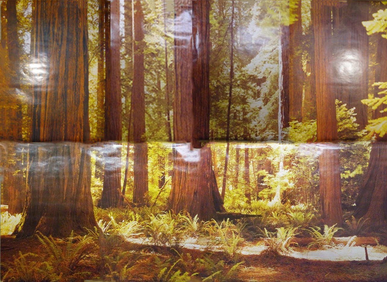 Full Wall Photo Mural Josef Muench Forest Woodland Trees Sun 8’ 8” x 12’ 6” NOS