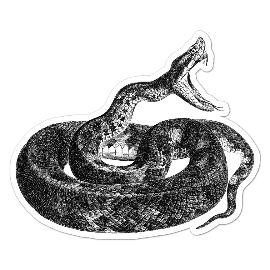 Fer De Lance Snake, Vinyl Decal Sticker, Indoor Outdoor, 3 Sizes, #9646