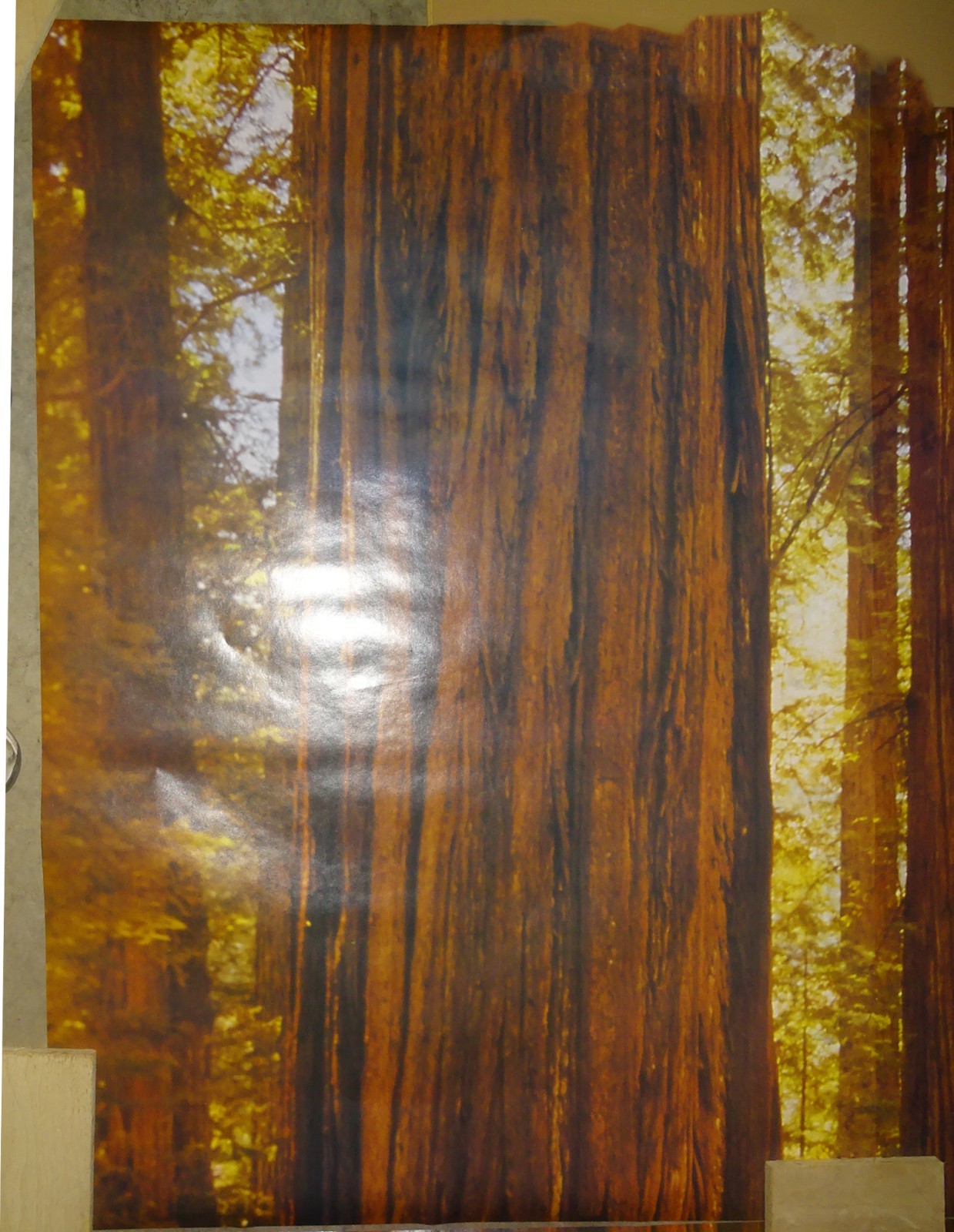 Full Wall Photo Mural Josef Muench Forest Woodland Trees Sun 8’ 8” x 12’ 6” NOS