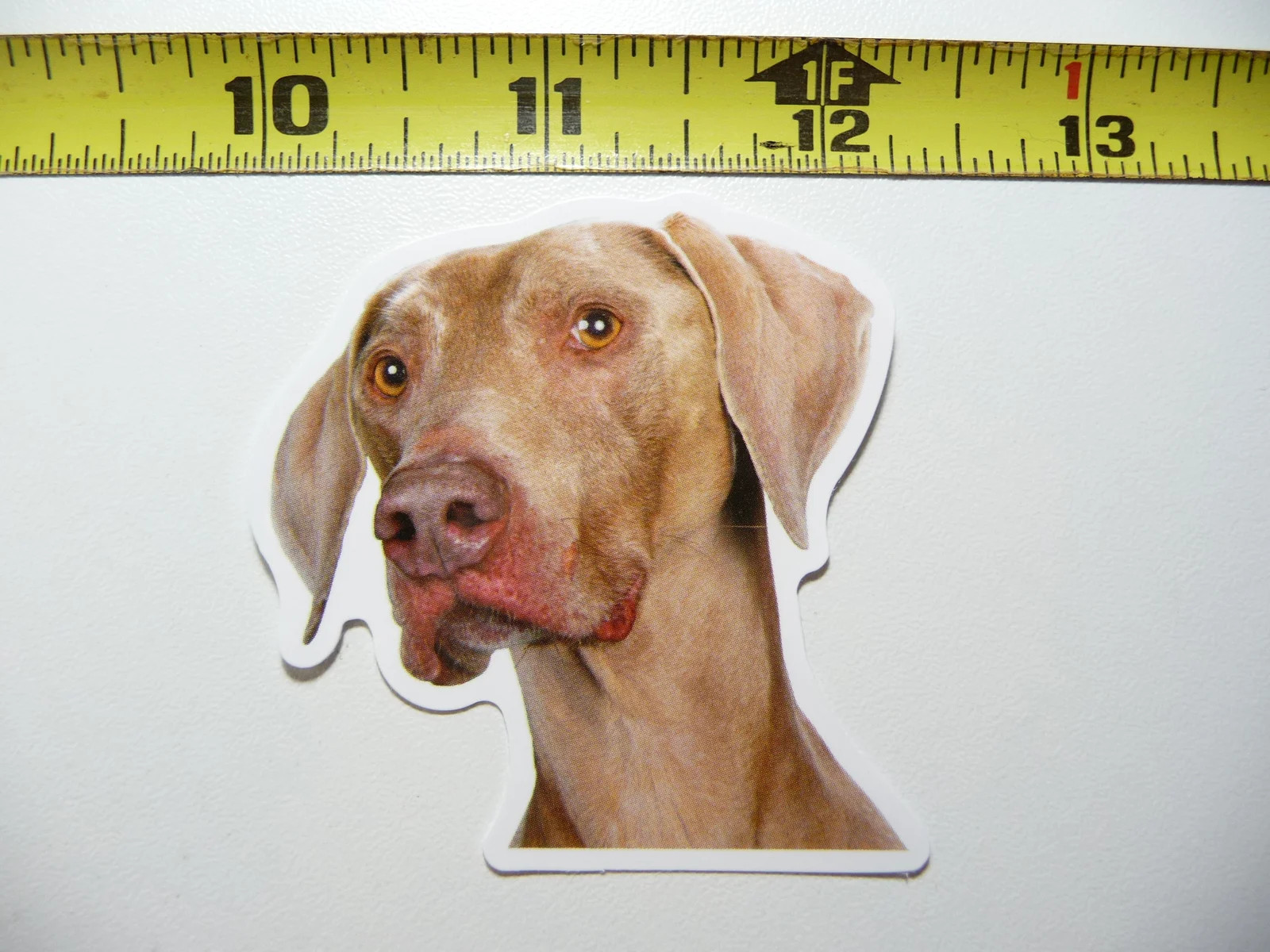 WEIMARANER KNOWS ALL FUNNY DOG SMALL STICKER DECAL PET PLAY FURBALL