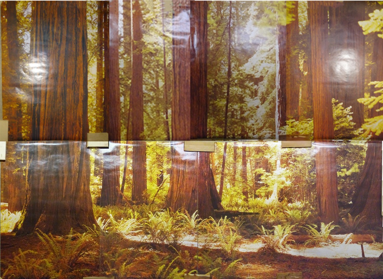 Full Wall Photo Mural Josef Muench Forest Woodland Trees Sun 8’ 8” x 12’ 6” NOS