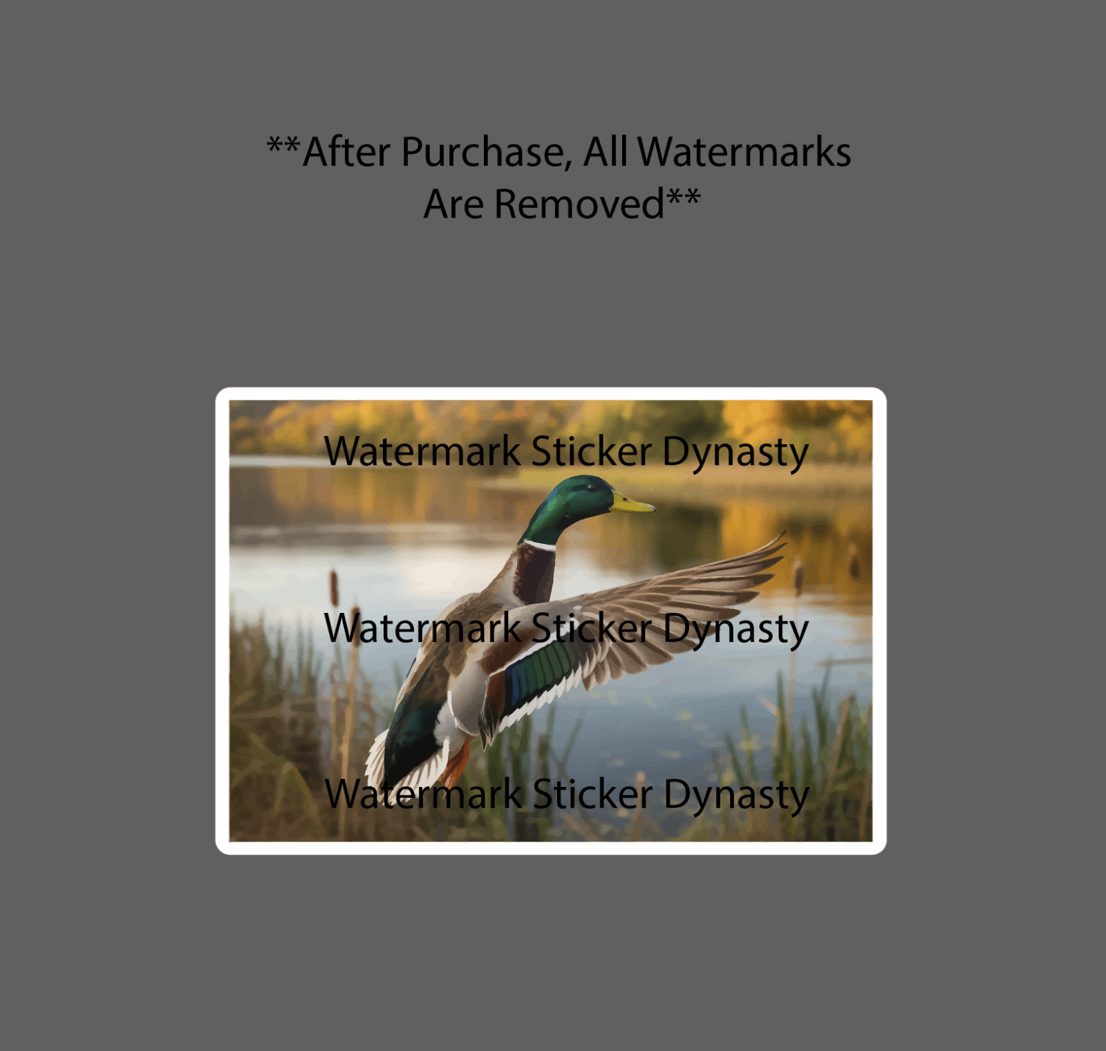 Mallard Duck Sticker Waterproof Decal Flying Nature Scene Pond Wildlife Gift NEW