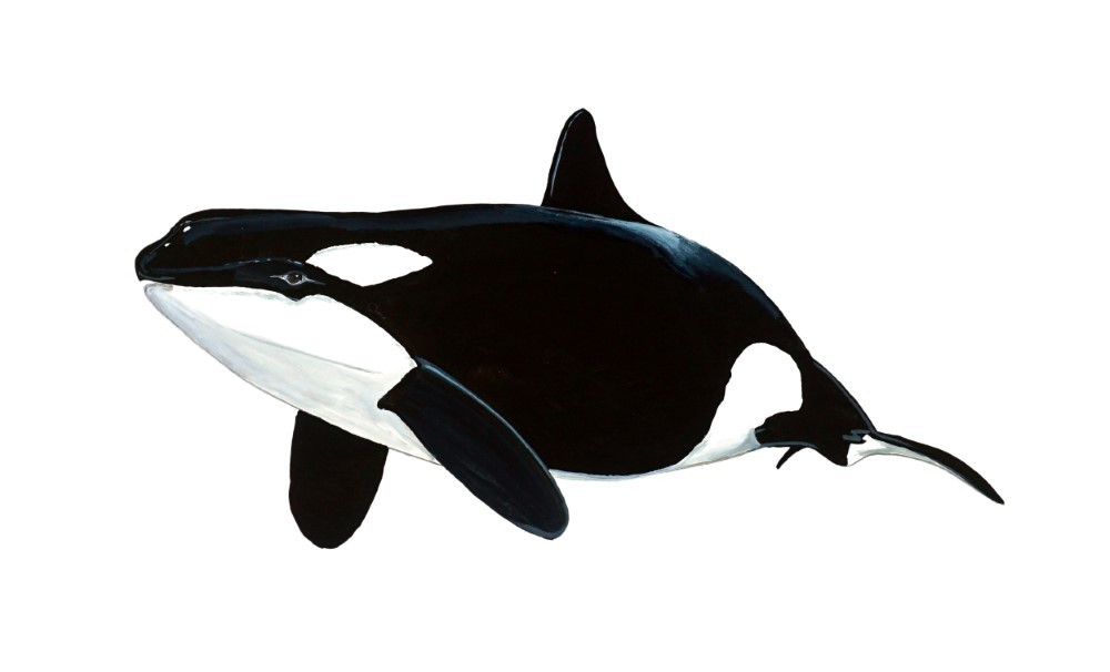 Killer Whale Vinyl Sticker Decal Orca Home Office Kitchen Dorm Wall Art Tablet