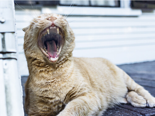 Yawning Kitten Funny Laughing Cat Cute Vibrant Poster Print Paper OR Wall Vinyl