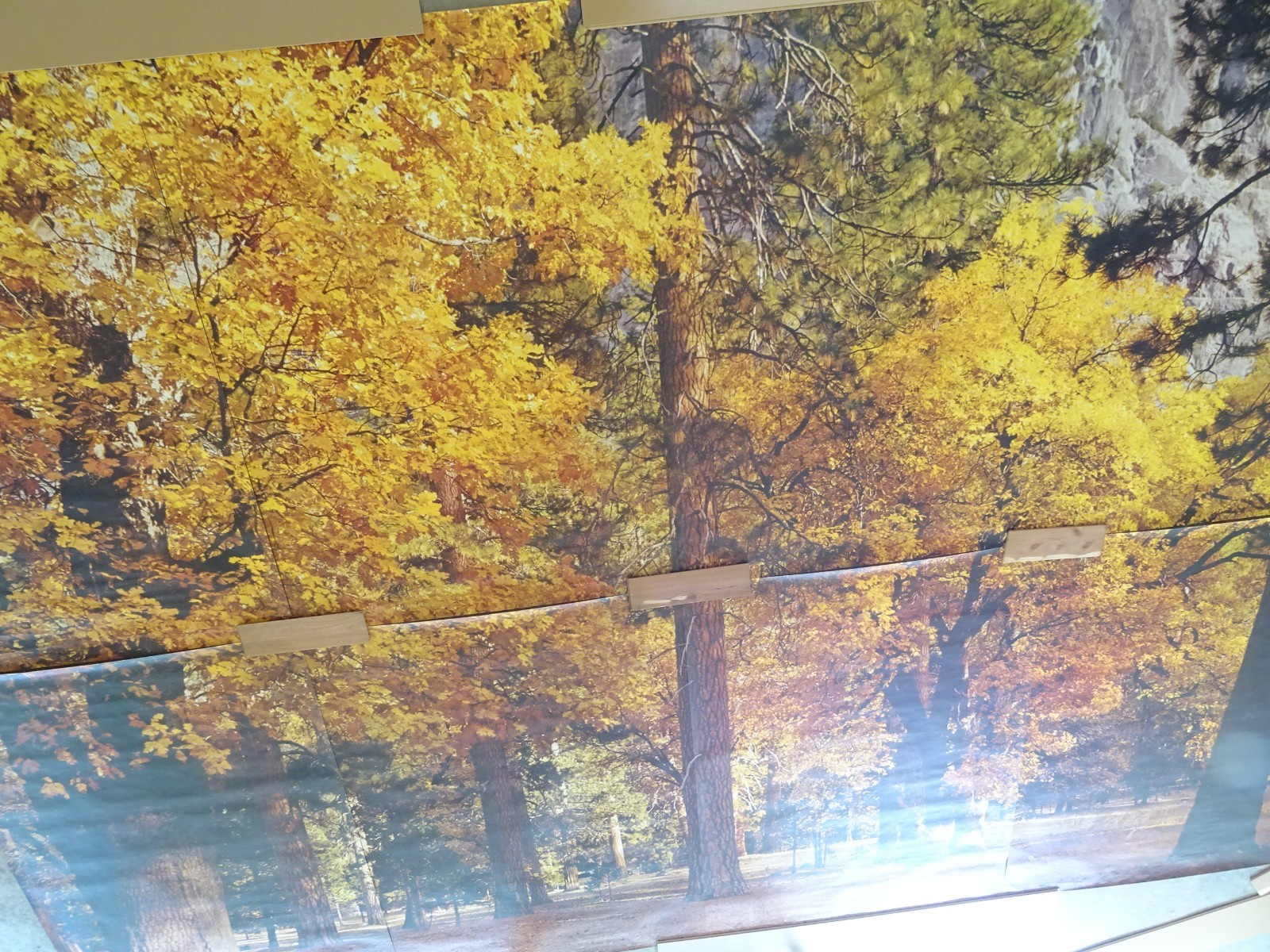 Full Wall Photo Mural Autumn Yosemite National Park Josef Muench 8’ 8” x 12’ 6”
