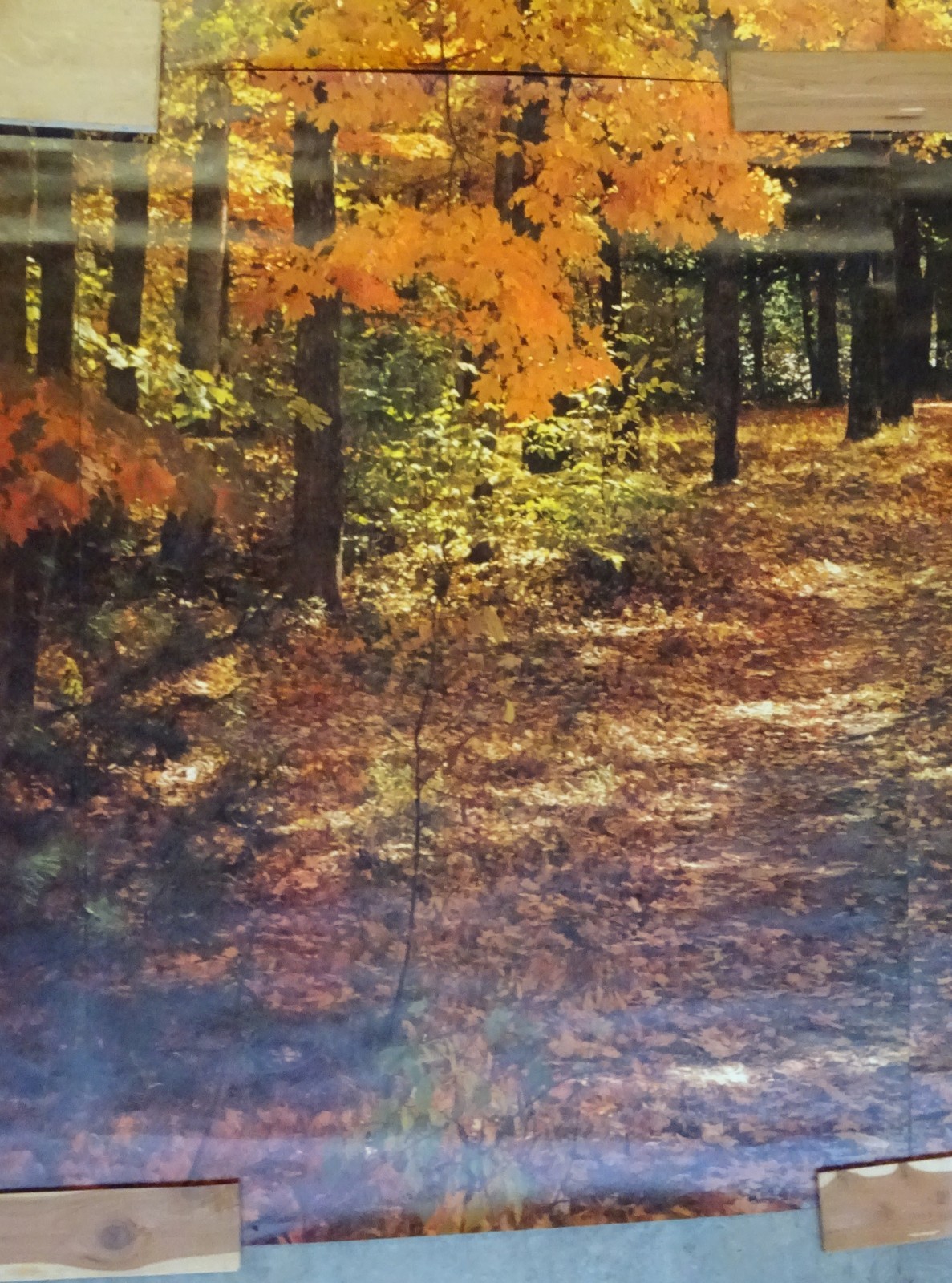Full Wall Photo Mural Colorful Autumn Leaves Forest Path Tree 8’ 8” x 12’ 6” NOS