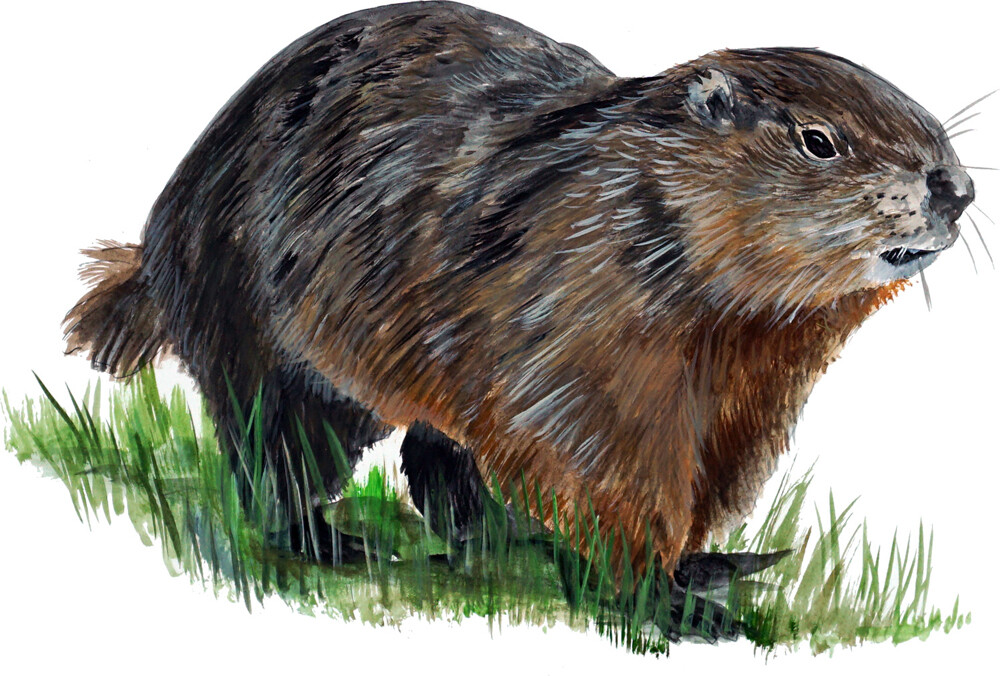 Groundhog Ground Hog Squirrel Woodchuck Whistlepig Marmot Vinyl Decal Sticker