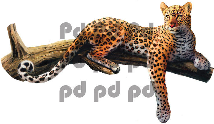 Leopard Wall Decal Mural Wild Cat Safari Animal Tree Wall Vinyl Mural, a70