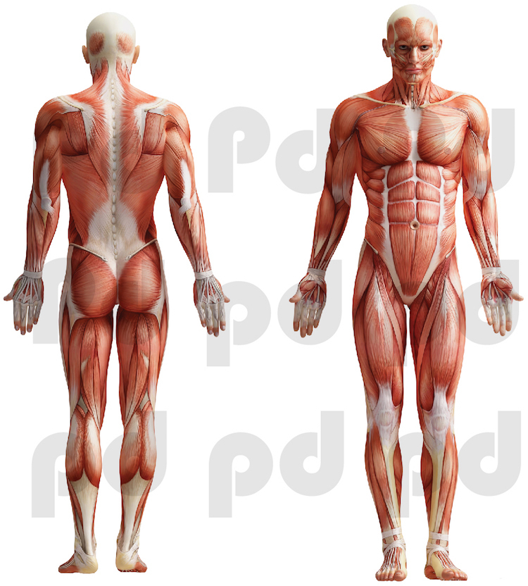 Human Body Wall Mural Decal Vinyl Doctor's Office Muscle Anatomy Wallpaper, c76