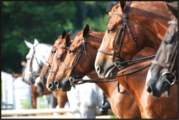 Horses Wall Decal Farm Horse Horseback Riding Frame Vinyl Removable Art, a41
