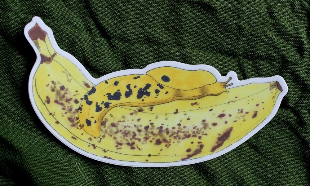 Banana Slug on a Banana 4" Indoor/Outdoor Vinyl Sticker Nature Wildlife Art