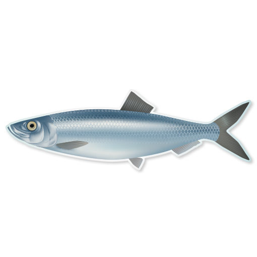Herring Fish Fishing car bumper sticker window decal 7" x 2"