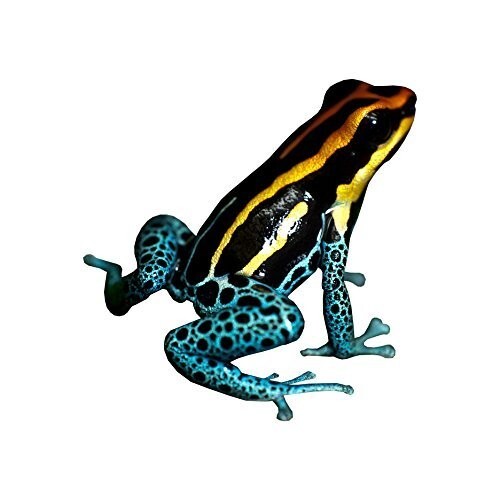Beautiful Yellow and Blue Frog Vinyl Decal 8" tall x 8" wide – Indoor/Outdoor