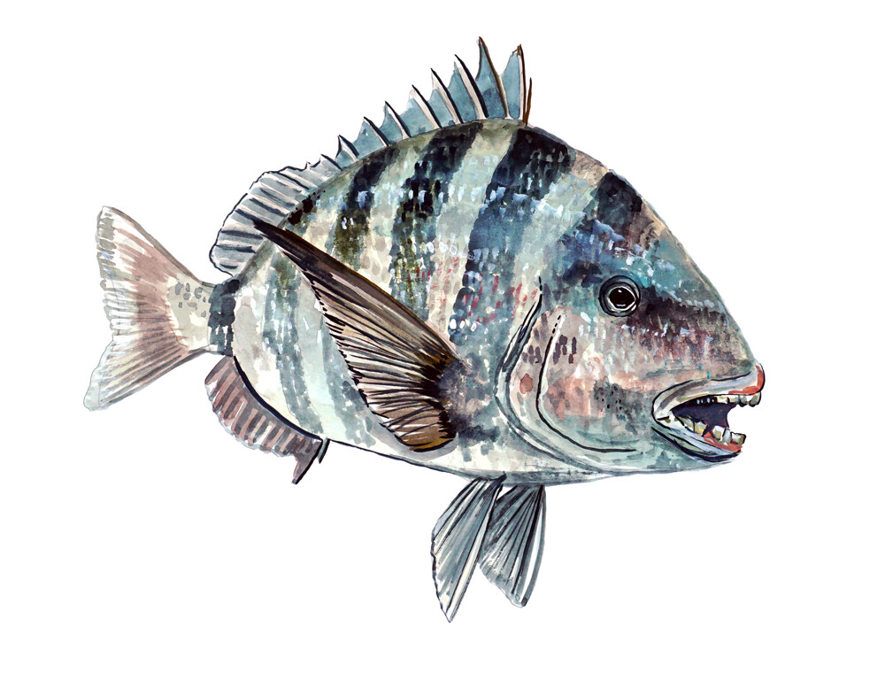 Sheeps Head Sheepshead Sheephead Fish Fishing Home Office Room Camp Decor Decal