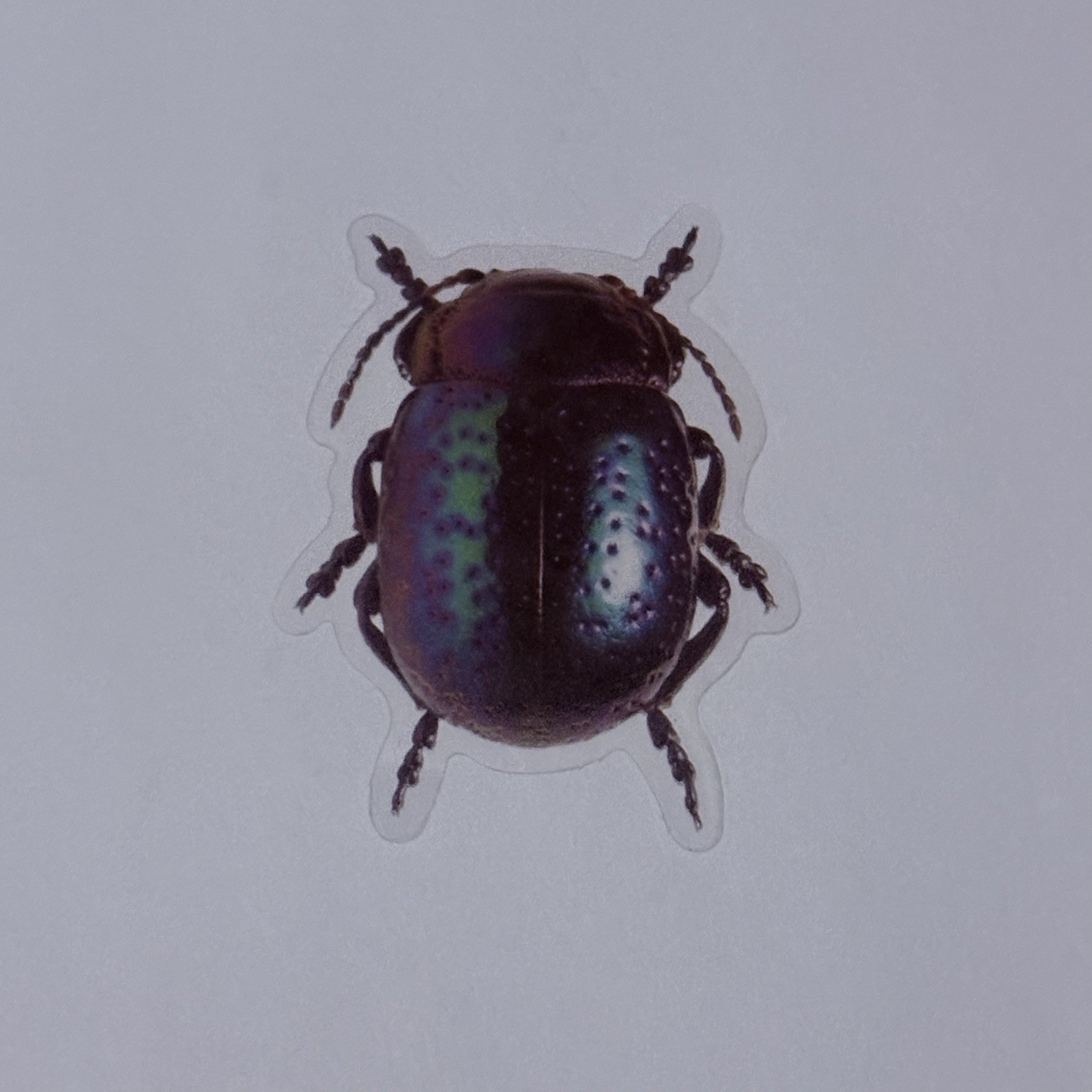 Chrysolina Perforata Leaf BeetleSticker Realistic Insect Art Transparent Tc9