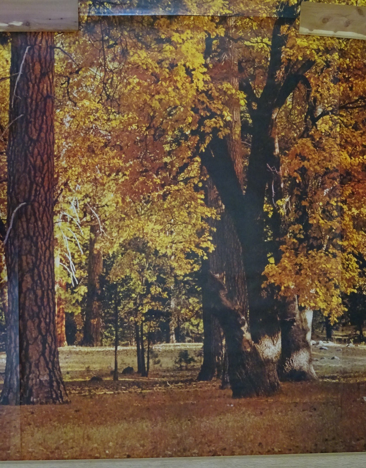 Full Wall Photo Mural Autumn Yosemite National Park Josef Muench 8’ 8” x 12’ 6”