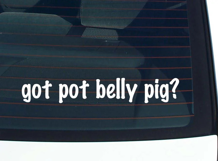 got pot belly pig? CAR DECAL BUMPER STICKER VINYL FUNNY JOKE WINDOW