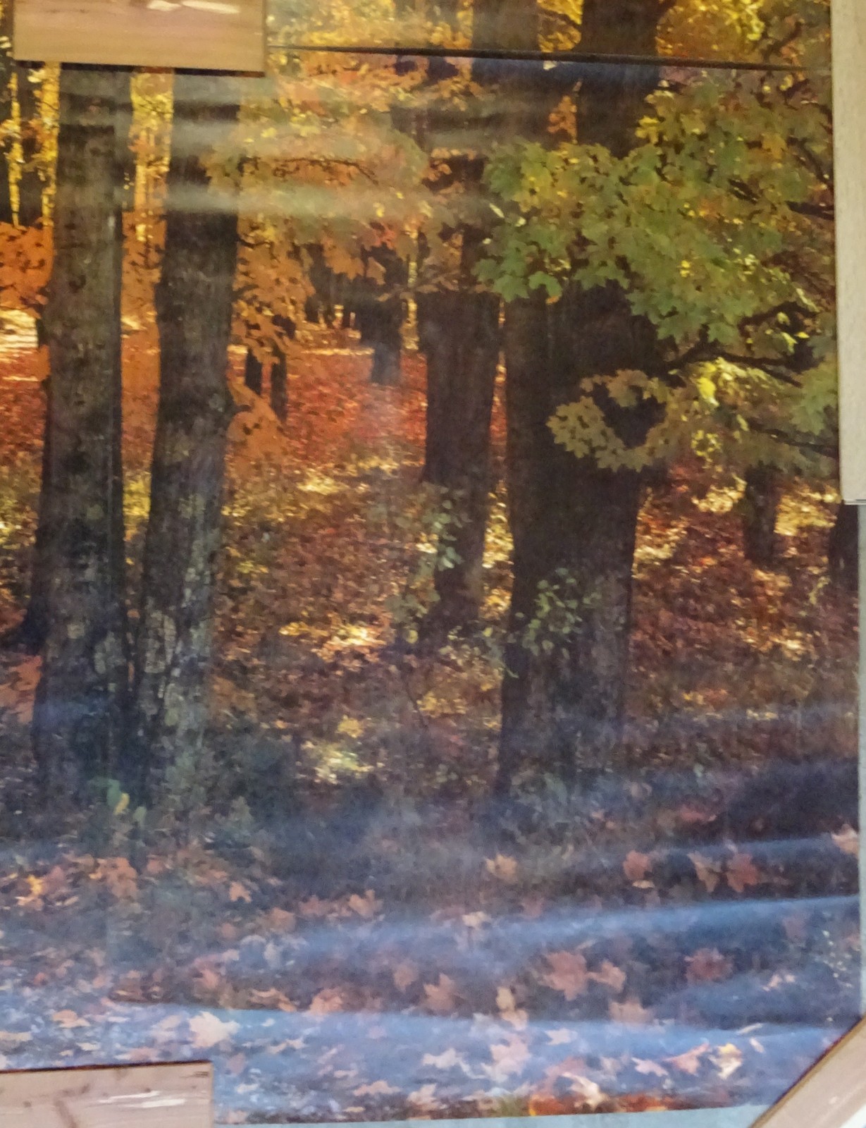 Full Wall Photo Mural Colorful Autumn Leaves Forest Path Tree 8’ 8” x 12’ 6” NOS