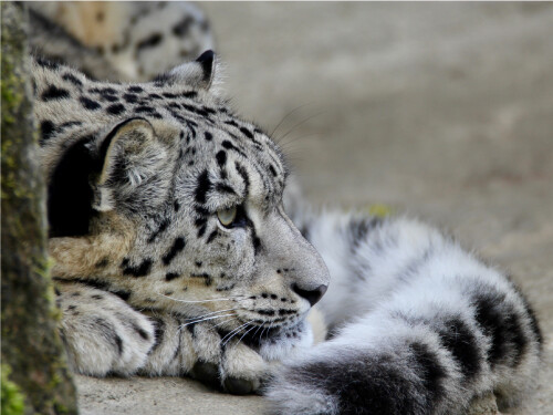 Snow Leopard Laying Down Looking Right Cute Cat Poster Print Paper OR Wall Vinyl