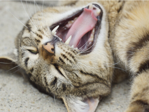 Kitten Yawning Funny Laughing Cute Cat Vibrant Poster Print Paper OR Wall Vinyl