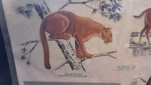 VINTAGE 1977 SEALED MEYERCORD VINYL DECALS – ENDANGERED WILD AMERICA ANIMALS