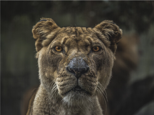 Lioness Looking Straight Close Up Lion King Cat Poster Print Paper OR Wall Vinyl
