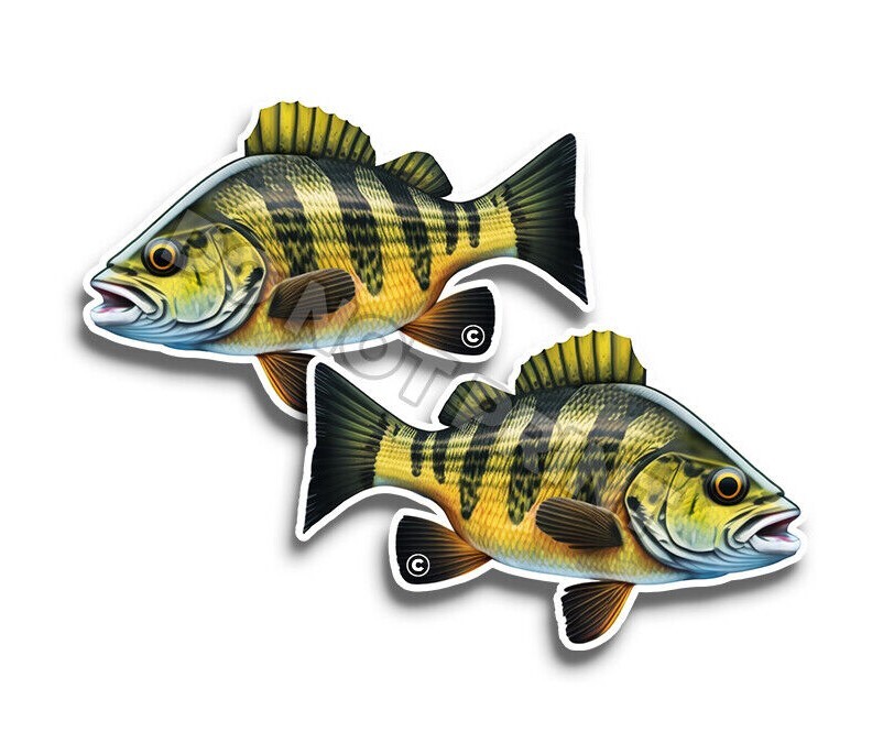 Perch Fish Vinyl Stickers FISHING Great Outdoors ANIMAL DECALS C35023 2 Pack