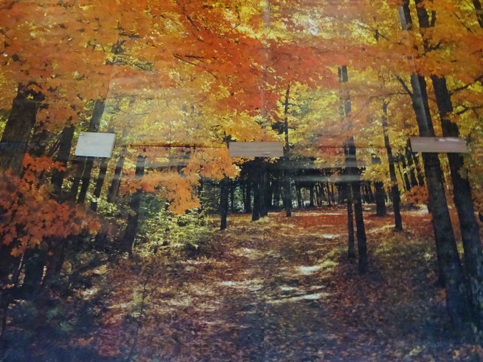 Full Wall Photo Mural Colorful Autumn Leaves Forest Path Tree 8’ 8” x 12’ 6” NOS
