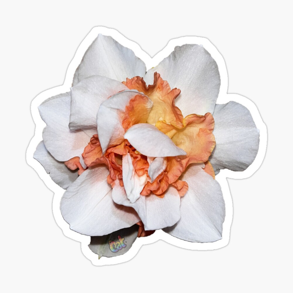Delnashaugh Daffodil Sticker by C Autumn Trapp Original Art 3" x 3"