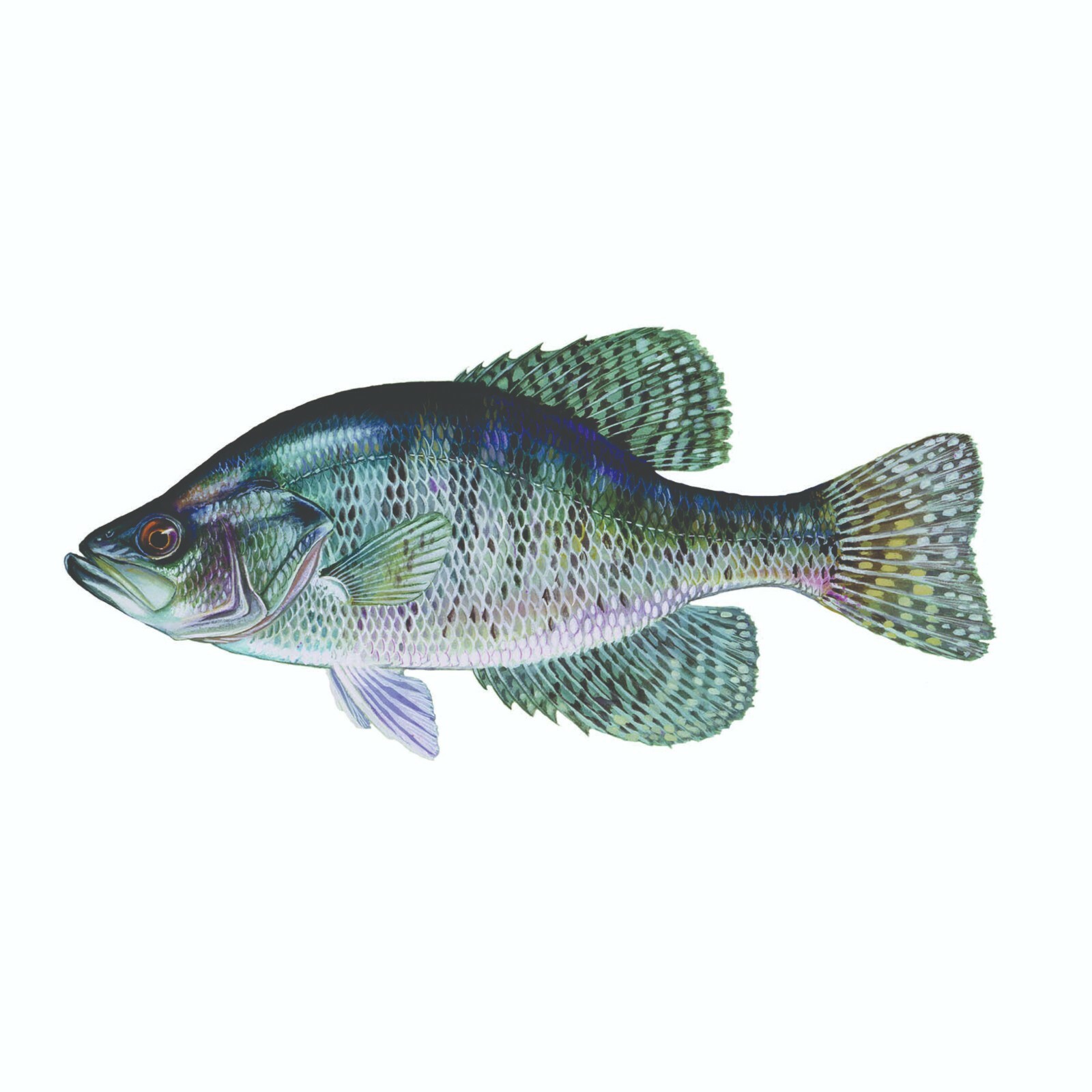 White Crappie Sticker, Decal, Bumper Sticker Truck, Fishing, Boat Stickers 2/pk