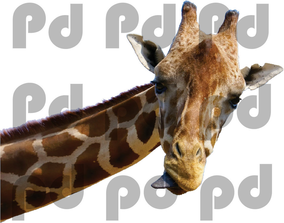 Leaning Giraffe Head Wall Decal Mural Safari Africa Wildlife Animal Vinyl, c07