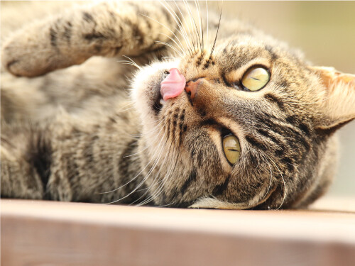 Licking Lips Yellow Eyes Laying Down Cute Cat Poster Print Paper OR Wall Vinyl