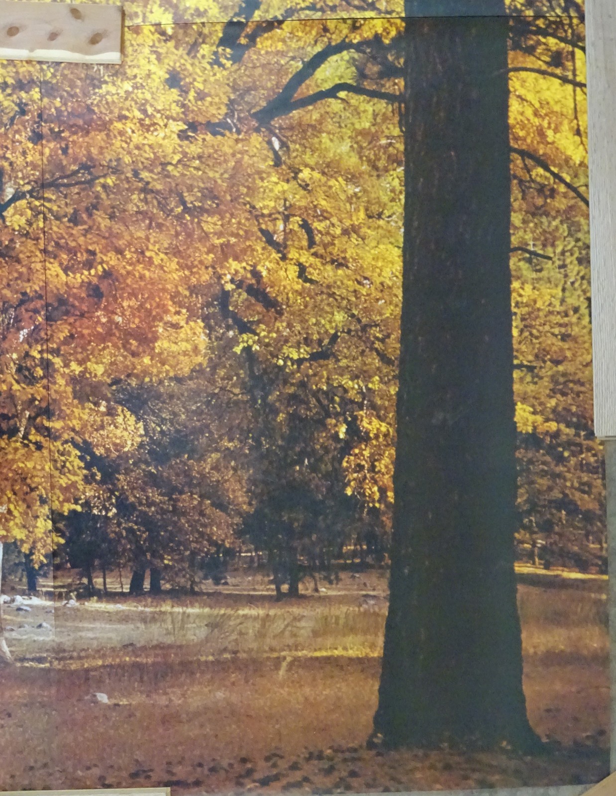 Full Wall Photo Mural Autumn Yosemite National Park Josef Muench 8’ 8” x 12’ 6”